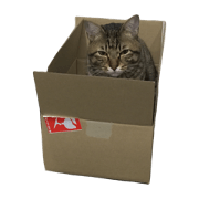 Our cat.
