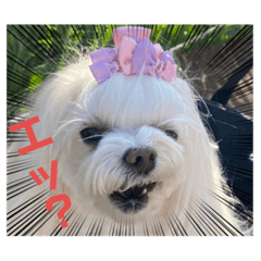 マルチーズめいちゃんスタンプ