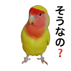 かわいいコザクラインコ2