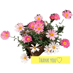 minorin_20210503145106