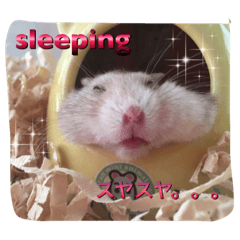i love hamster mofumofu