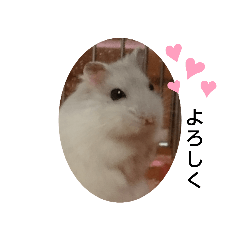 chiffon(hamster)