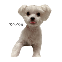 Cherry_20210503165059