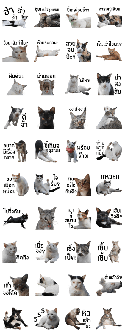 Cat_Lumpini park