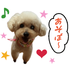 Real DOG 5Toy Poodle