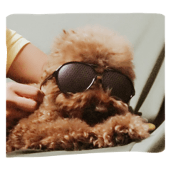 Pretty dog moko