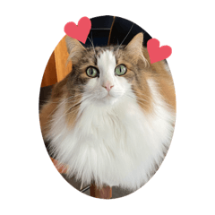 Fluffy Norwegian Forest Cat