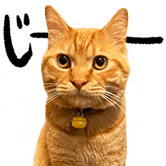 Char the ginger cat