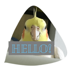 my cockatiel Puu and Ann