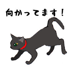 黒猫アニメーション