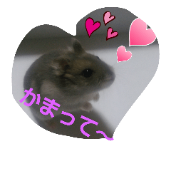hamster-life