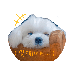 狗狗心裡話