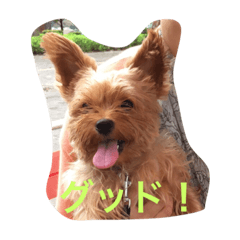 Yorkshire terrier's expressive