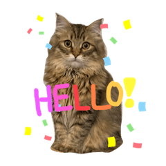 TOMOMI_20210504145929