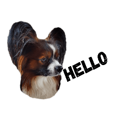 Papillon dog Ep.1