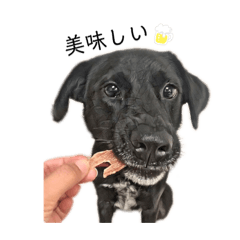 Angel 安久會說話