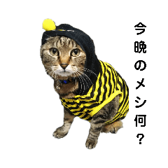 Chobimaruofcat