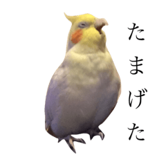 ☆オカメインコのもんちゃん☆