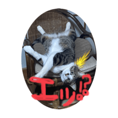 L@cat
