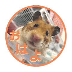 Himawari_20210504200949