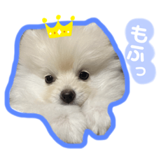 Pomeranian sticker (1)