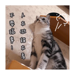 麻煩是一美短貓咪