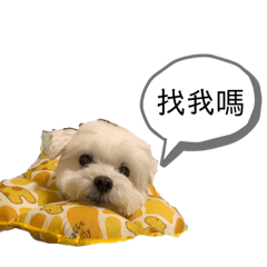 馬爾濟斯-球球的日常