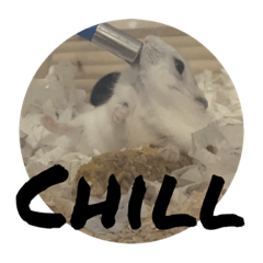 日常用語/鼠鼠ver.