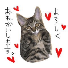 Konatsu Sticker