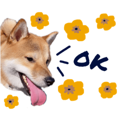 yayoi_20210505115413