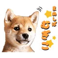 ["Mameshiba"MUGIKO""]