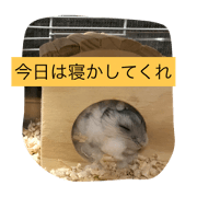 hamuhamuhamu