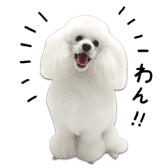 Poodle and Chihuahua sticker