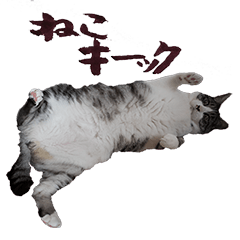 fat cat yuzu
