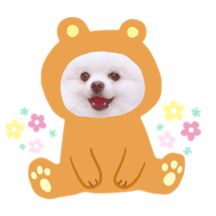 Pomeranian Teddy