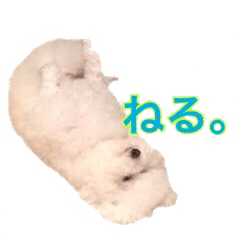 Toy Poodle"KOIMO"