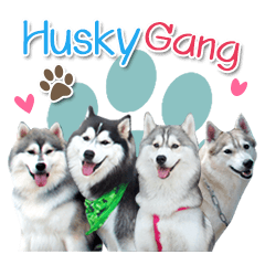 Husky Coffee Dog 3