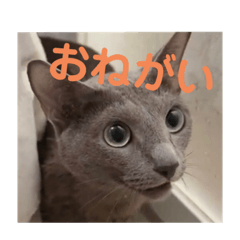 ロシアンブルー風グレー猫写真スタンプ Lineクリエイターズスタンプ Stamplist ロシアンブルー風グレー猫写真スタンプ Lineクリエイターズスタンプ Stamplist