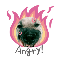 Bear Bear Bear Own Bear