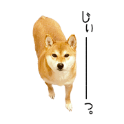 Shiba Inu YUDU