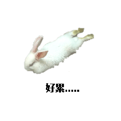 rabbit_20210506135809