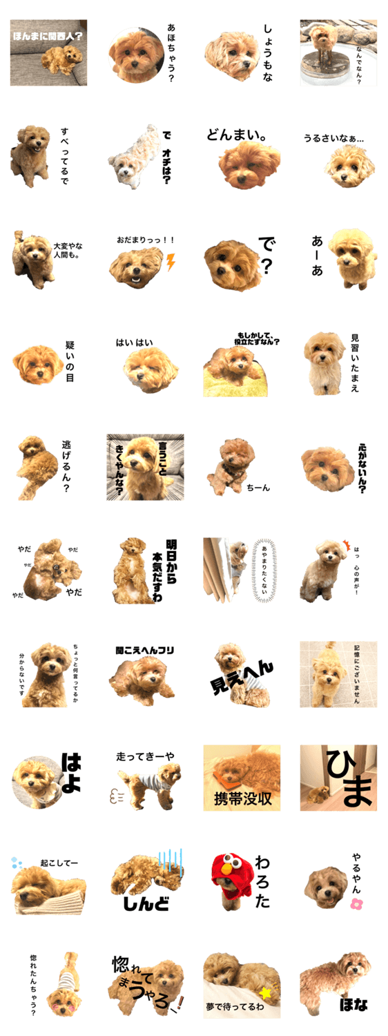 関西弁 毒舌犬 マルプー Lineクリエイターズスタンプ Stamplist 関西弁 毒舌犬 マルプー Lineクリエイターズスタンプ Stamplist