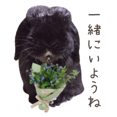 Rabbit's daily Sticker4