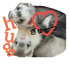ferret with dog