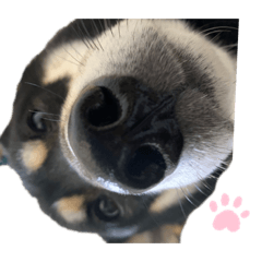 ringo_20210506194159