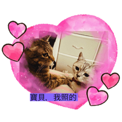 寶貝喵喵喵