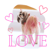 shihtzu peach
