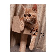 Ringo_20210506193338