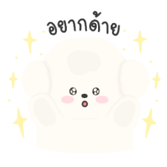 Muffin little Bichon puppy