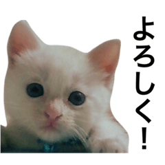 Airy White Kitten 1